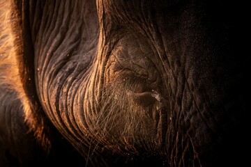Closeup shot of an elephant's eye with long eyelashes