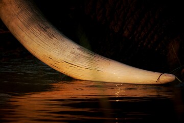 Elephant trunk is partially submerged in a body of water