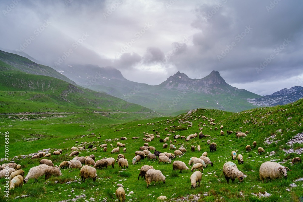 Wall mural Scenic view of a flock of sheep grazing in the meadow with the Sedlo Ridge in the background