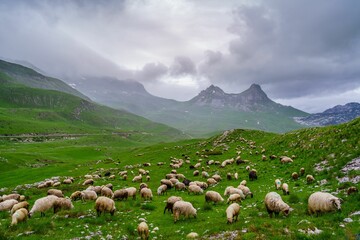 Scenic view of a flock of sheep grazing in the meadow with the Sedlo Ridge in the background