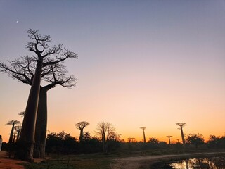 Baobab trees in Morondava 