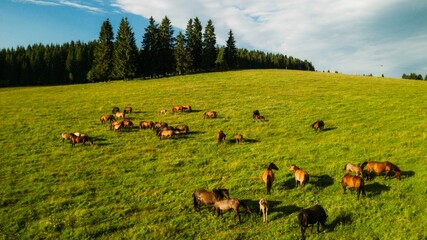 Rural landscape featuring a herd of grazing horses in a lush green meadow in the daylight hours