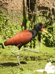 Elegância Exótica: Jaçanã em Destaque na Natureza - obrazy, fototapety, plakaty