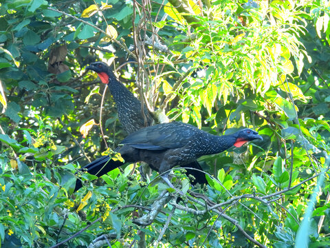 Casal de Jacugua&ccedil;u na Natureza Selvagem