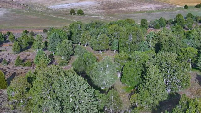 Aerial view from a drone of juniper forests in the surroundings of the town of La Cuenca in the Municipality of Golmayo. Fronts Region. Province of Soria. Castile and Leon. Spain. Europe