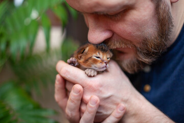 Brutal bearded man kissing newborn blind kitten. One week old abyssinian ruddy kitten in mans hands.  Pets care. World cat day. Image for websites about cats. Selective focus.