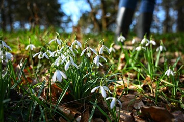 Obraz premium Closeup shot of blooming white snowdrop flowers on a field