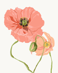 Watercolor abstract flower card of pink poppy and bud. Hand painted floral composition of wildflowers isolated on white background. Holiday Illustration for design, print, fabric or background.
