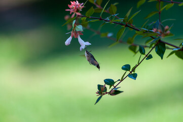 Close-up on a hummingbird hawk moth gathering pollen