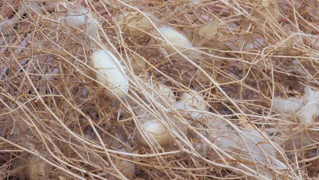 Vertical video footage of silkworm cocoons in a wicker basket. Raw materials for traditional fabric making