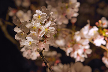 夜の京都で撮影した桜