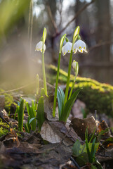 Frühling: Eis und Schnee sind geschmolzen. Märzenbecher verzaubern Wiesen in einen Teppich aus...