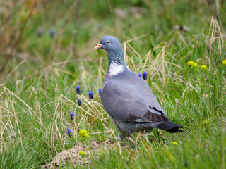 Common wood pigeon resting amongst green grass and wildflowers  on a spring day