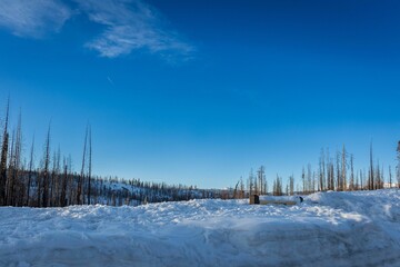 Trees in the snow-covered mountains of Sierra Nevada