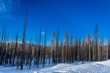 Trees in the snow-covered mountains of Sierra Nevada