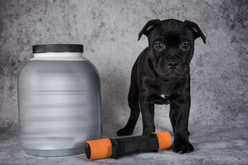 Black American Staffordshire Bull Terrier dog puppy with dumbbells for sports and a jar of vitamins