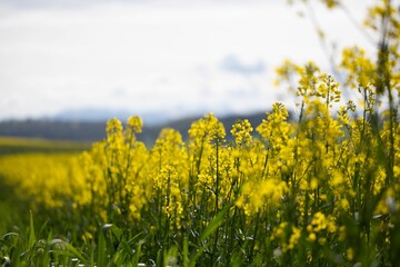 Obraz premium And vibrant yellow field of flowers in the warm early summer sun