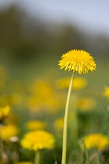 Close-up shot of a yellow Common Dandelion
flower growing in the garden in spring