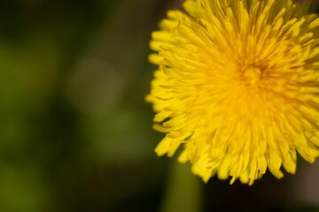 Close-up shot of a yellow Common Dandelion
flower growing in the garden in spring