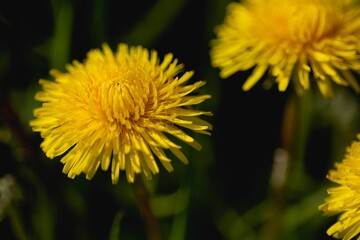 Close-up shot of a yellow Common Dandelion
flower growing in the garden in spring