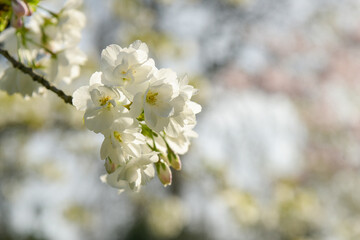 view of white cherry blossoms