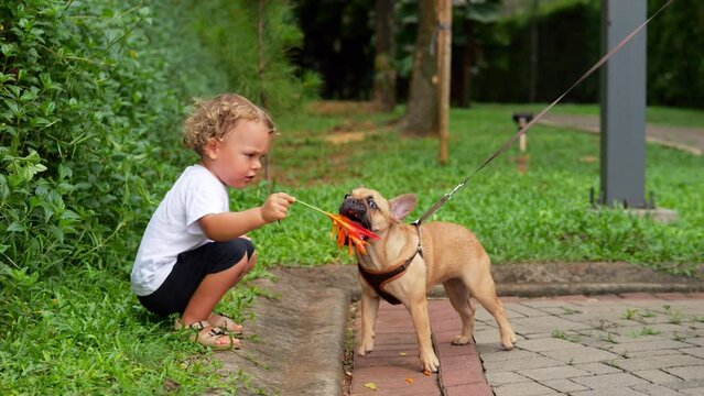 Young child squatting, engaging in playful interaction with cute French Bulldog puppy. In slow motion, toddler teases little dog by holding out orange flower, enticing canine to grab it gently with