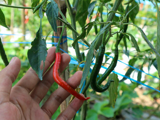 Close up hand Picking chili from the plant