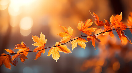 Obraz premium Autumn scenery, autumn scenery with falling maple leaves