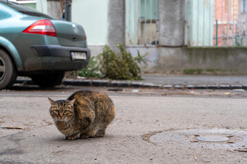 Stray cat sitting in the middle of the street