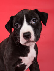 Black American Staffordshire Bull Terrier dog or AmStaff puppy on red background