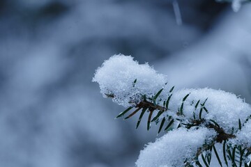 Close-up of a tree branch covered in hoar frost resembling snow