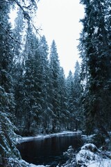 Tranquil winter scene of a stream meandering through a snowy forest