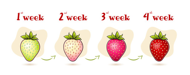 Garden berries and the time stages of their ripening. Infographics about the ripening period of strawberries.
