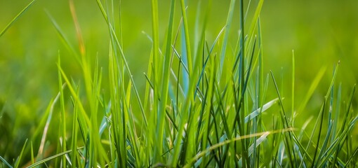 Vibrant closeup of lush, verdant grass growing in a field