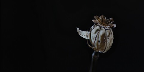 Black drying poppy flower bud on a black background