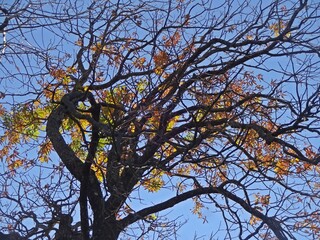 Foliage-filled tree branches creating a vibrant natural scene.