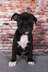 American Staffordshire Terrier dog or AmStaff puppy on brick wall background