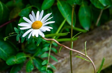 Daisy all alone in the woods