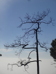 Tree silhouette against blue sky