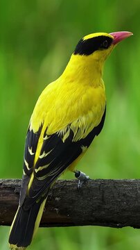 Witness the vibrant colors of a Black-napes Oriole in a captivating close-up against a lush green background, perfect for showcasing its unique beauty.