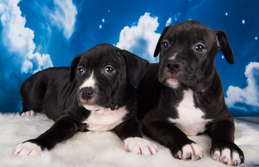 Two Black male American Staffordshire Bull Terrier dogs puppies on blue background
