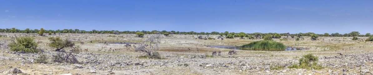 Panoramic picture of an waterhole in the Namibian Etosha National Park with different animals
