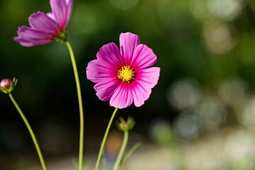 Selective focus shot of a blooming bright pink cosmos flower