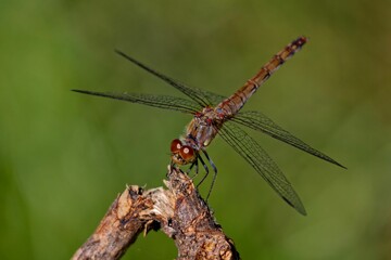 Macro of a dragonfly perched on a branch against a lush green backdrop