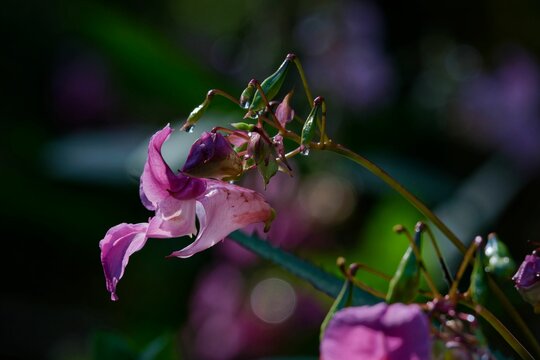 Vibrant pink Impatiens iron-bearing blooming on the stem of a lush green plant