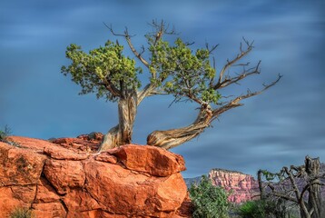 Long exposure shot of a lone tree on a bluff in Sedona Arizona.