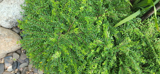 Phyllanthus myrtifolius (Wight) Müll.Arg is a low shrub. Spreads the branches flat on the ground,...