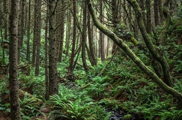 Mossy woodlands with ferns on the Oregon coast.