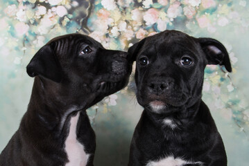 Two Black male American Staffordshire Bull Terrier dogs puppies on flowers background