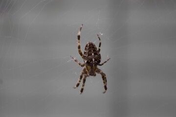 Closeup of a spider perched on its web